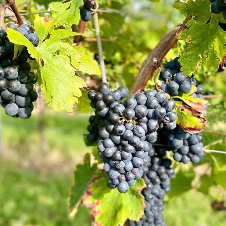 Moselperle- Urlaub Im Historischen Fachwerkhaeuschen * Bullay