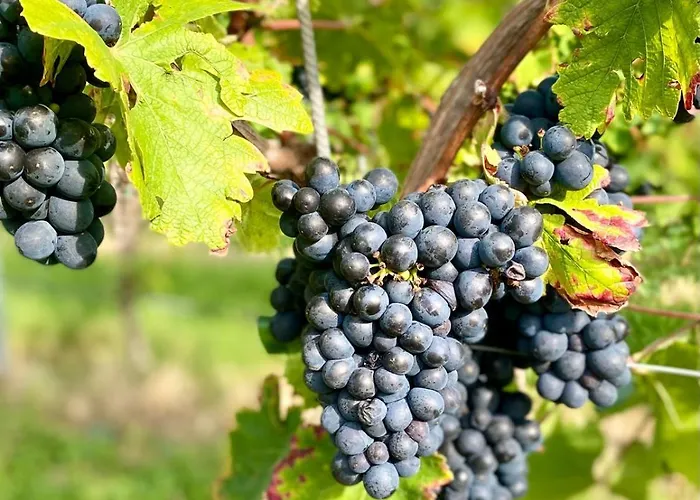 Moselperle- Urlaub Im Historischen Fachwerkhaeuschen * Bullay